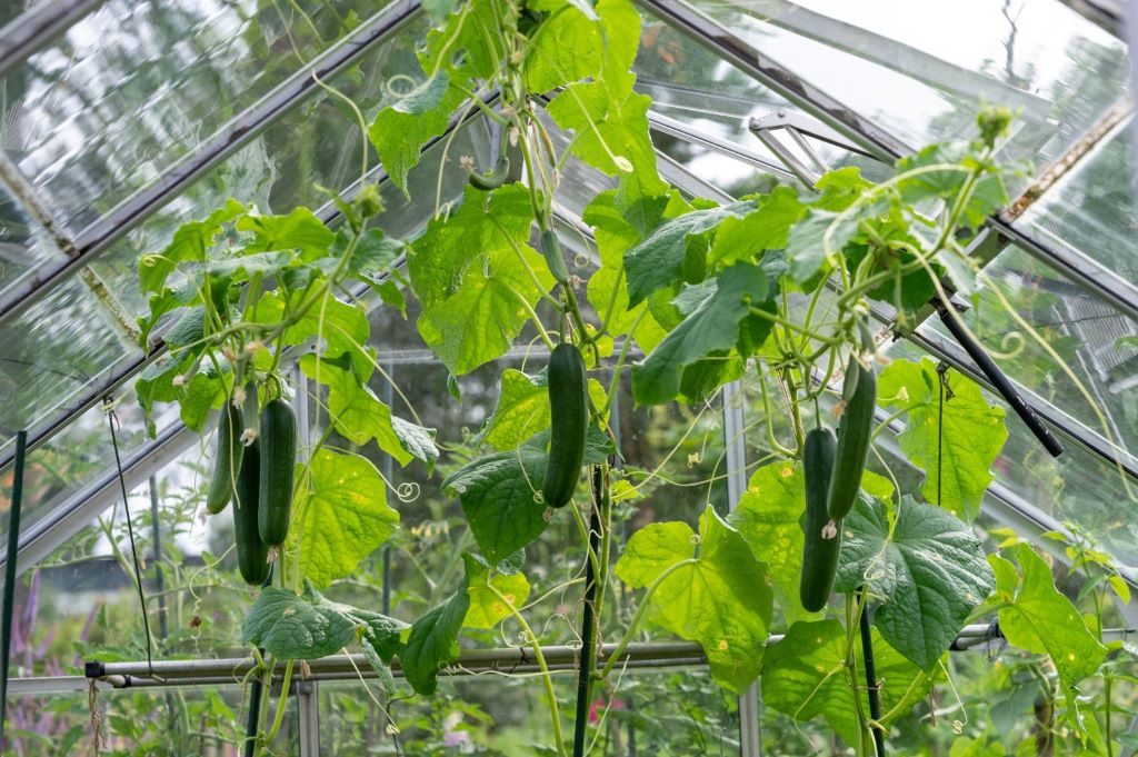 Do cucumbers grow well in a greenhouse?