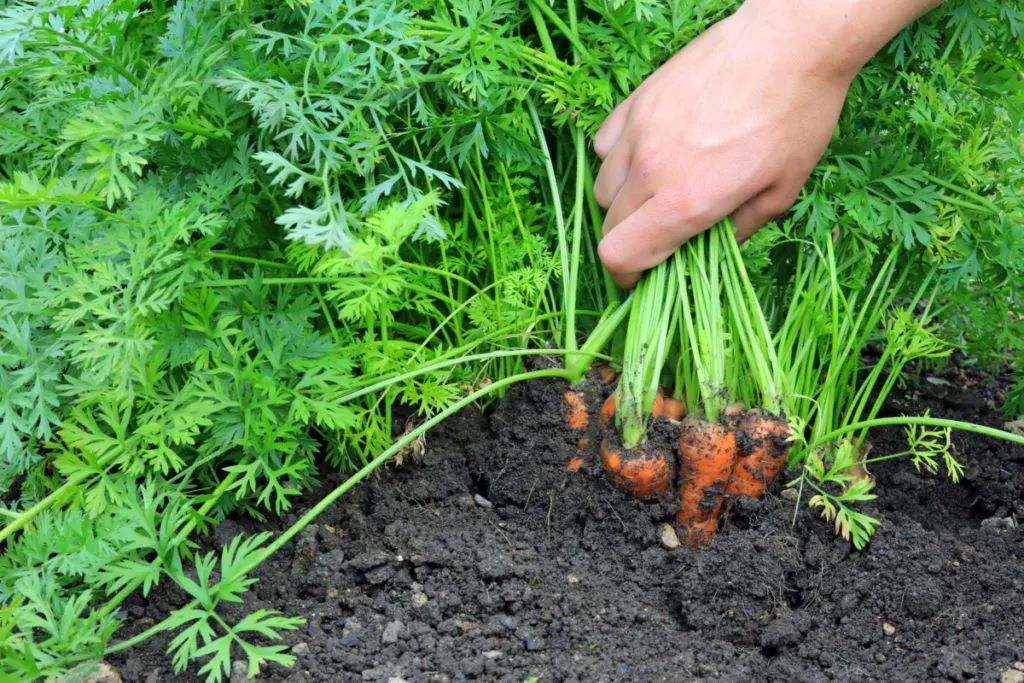 How do you store carrots for long term storage?