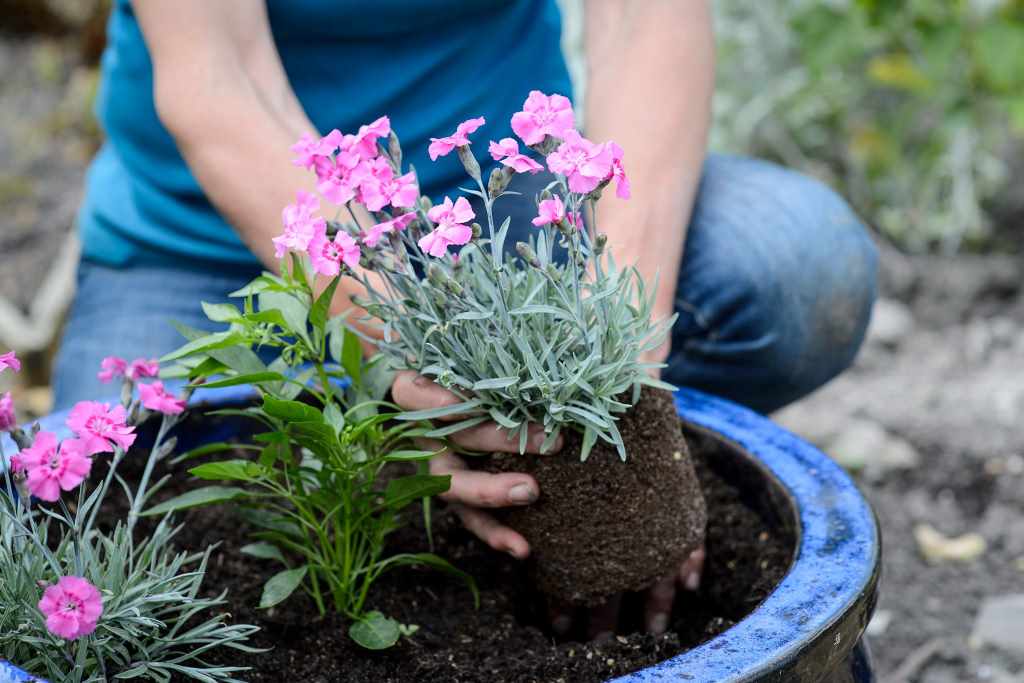 What soil for dianthus in pots