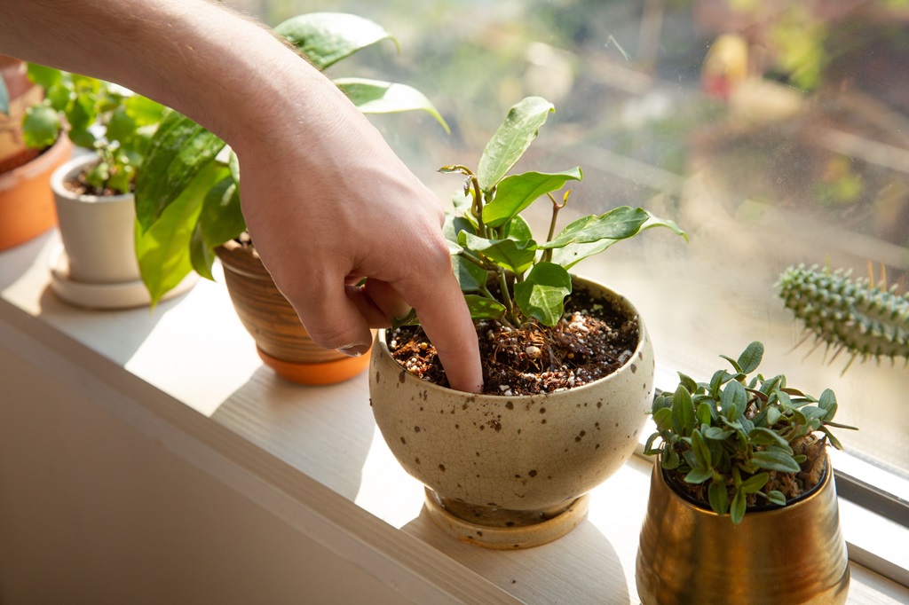 How do I know when plants need water?