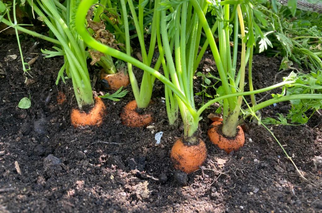 Can you leave carrots in the ground too long?