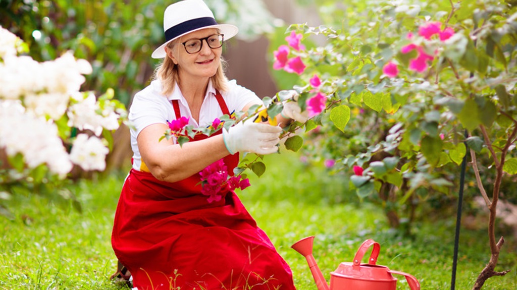 How to grow bougainvillea faster?